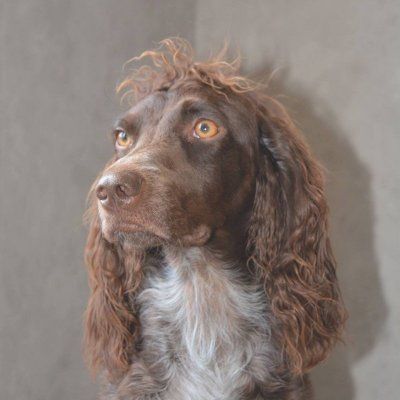 Ibigoudi De Passemarais