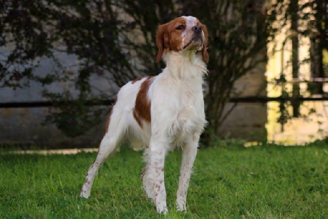 Idaïe meilleur de race Sarrebruck